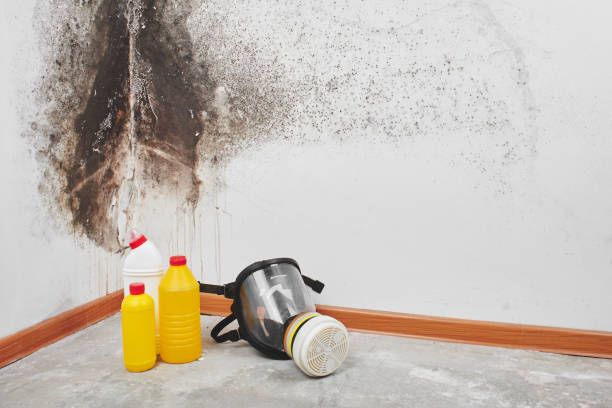 Kingston, RI Mold Removal Pros