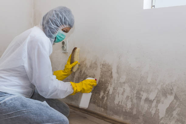 Attic Mold Removal in Kingston, RI
