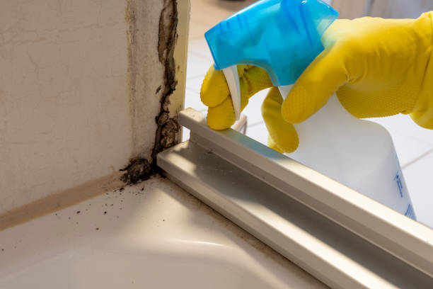 Trusted Kingston, RI Mold Removal Experts