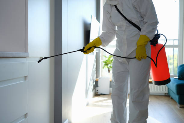 Best Attic Mold Removal  in Kingston, RI