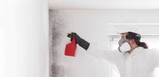 Best Mold Removal Near Me  in Kingston, RI