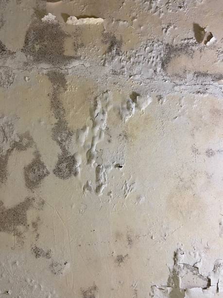Best Mold Damage Repair  in Kingston, RI