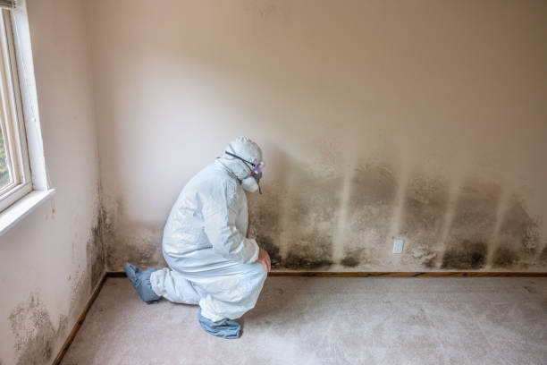 Best Mold Remediation  in Kingston, RI