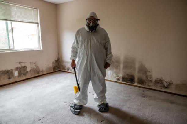 Best Affordable Mold Removal  in Kingston, RI