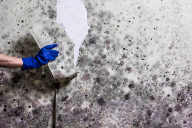 Best Toxic Mold Removal  in Kingston, RI