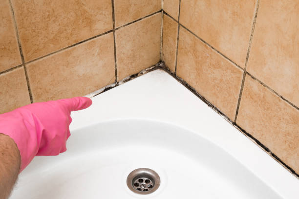 Best Mold Testing  in Kingston, RI