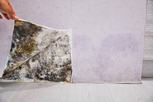 Best Mold Removal Company Near Me  in Kingston, RI
